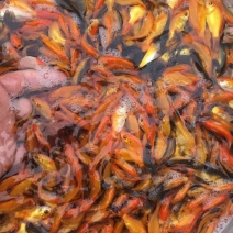 锦鲤