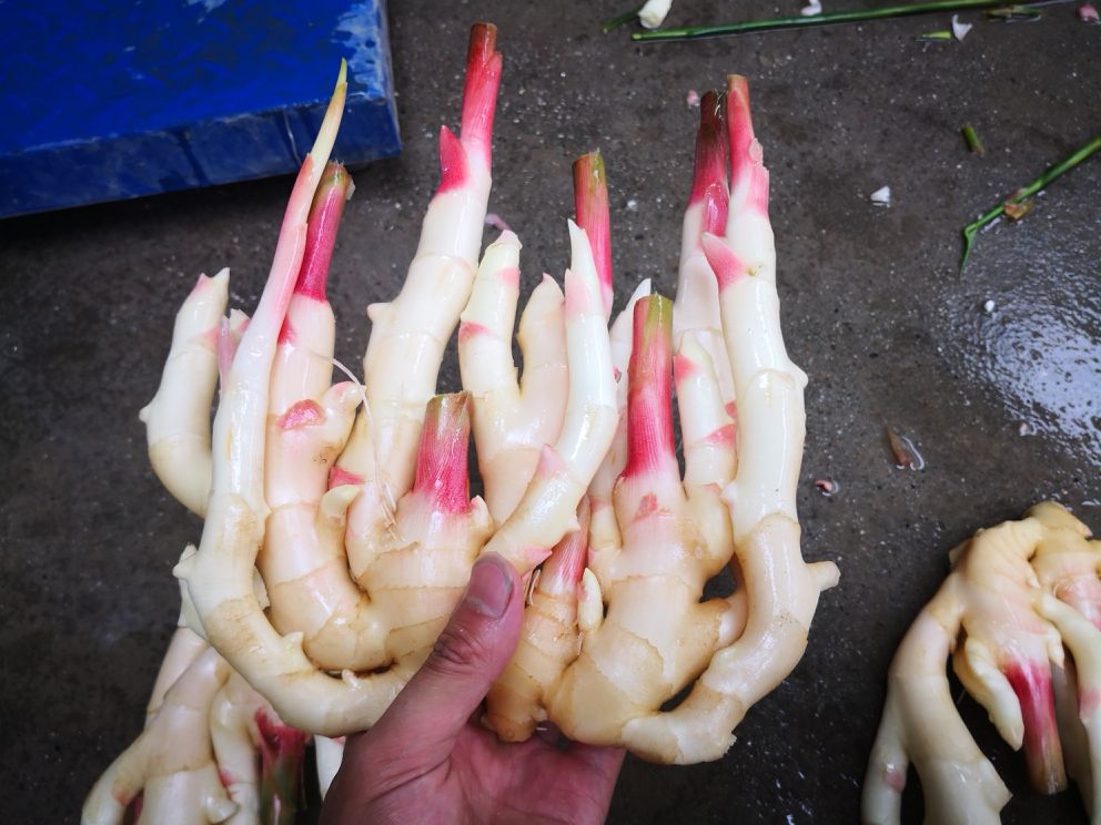 子姜特写对比图：左侧为当季优质子姜（浅黄带粉霜、芽头紫红饱满、表皮光滑无皱），右侧为普通老姜（表皮粗糙、纤维明显、颜色深褐）