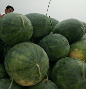 [龙卷风西瓜批发]龙卷风,10斤以上价格0.35元/斤 - 一亩田