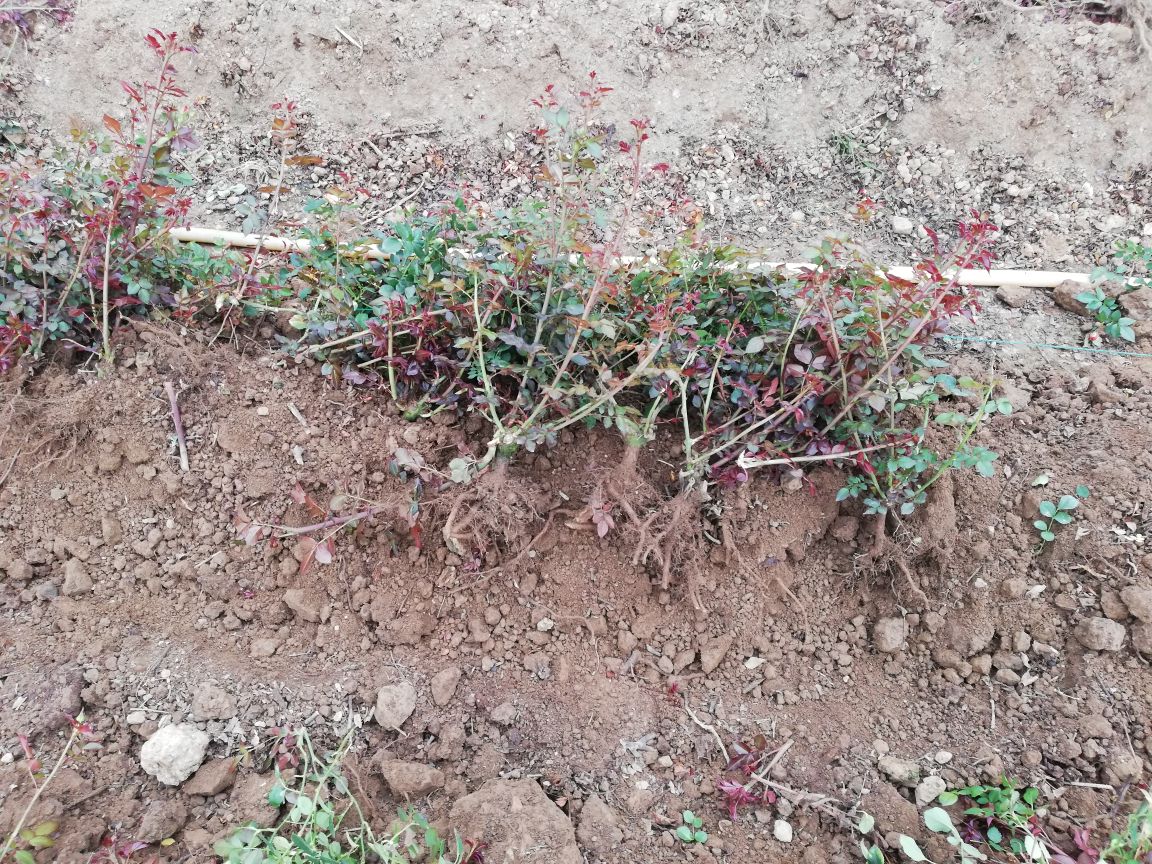 月季主茎结构示意图