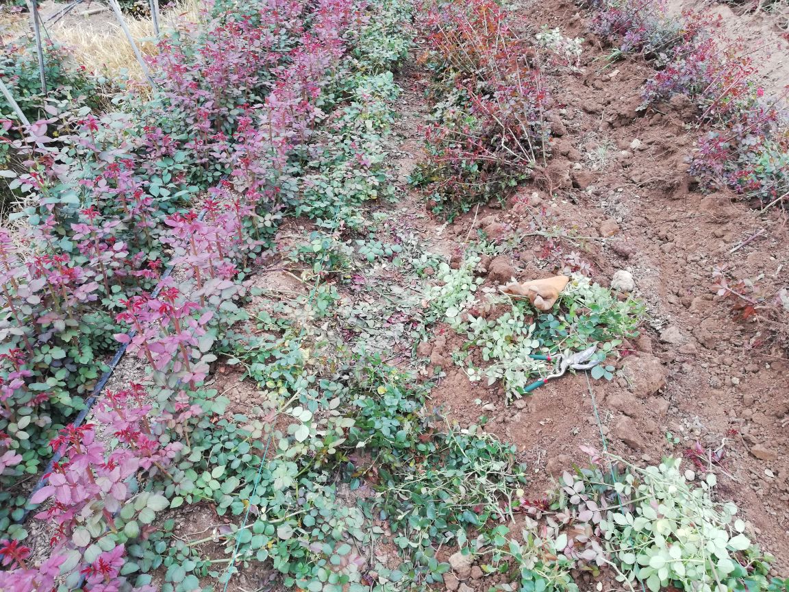 欧洲月季修剪与日常养护场景