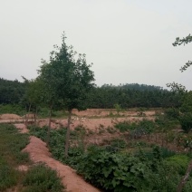 山东烟台海阳，有荒山土地承包转让