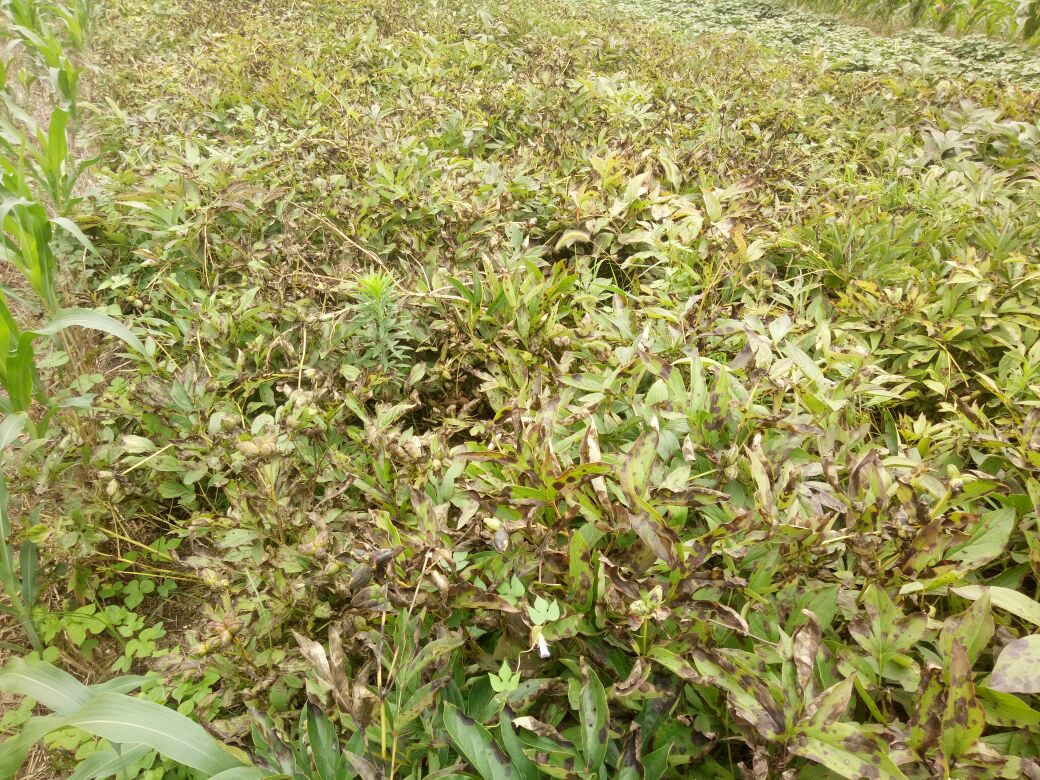 图示:并排三块白芍田对比——左:未用药对照区,杂草密度>200株/m²,白芍苗黄弱;中:精异丙甲草胺封闭区,杂草<15株/m²,白芍长势健壮;右:精异丙甲草胺+定向高效氟吡甲禾灵区,杂草近乎绝迹,白芍株高整齐、叶片浓绿、根系发达;三区均采用相同品种、相同水肥管理 白芍规范化种植基地杂草防控效果对比图