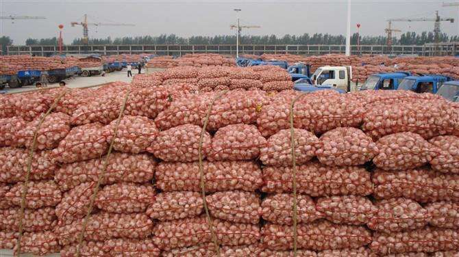 金乡蒜米出口装箱现场