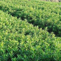 杜鹃小苗