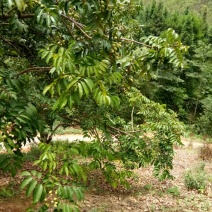 橄榄