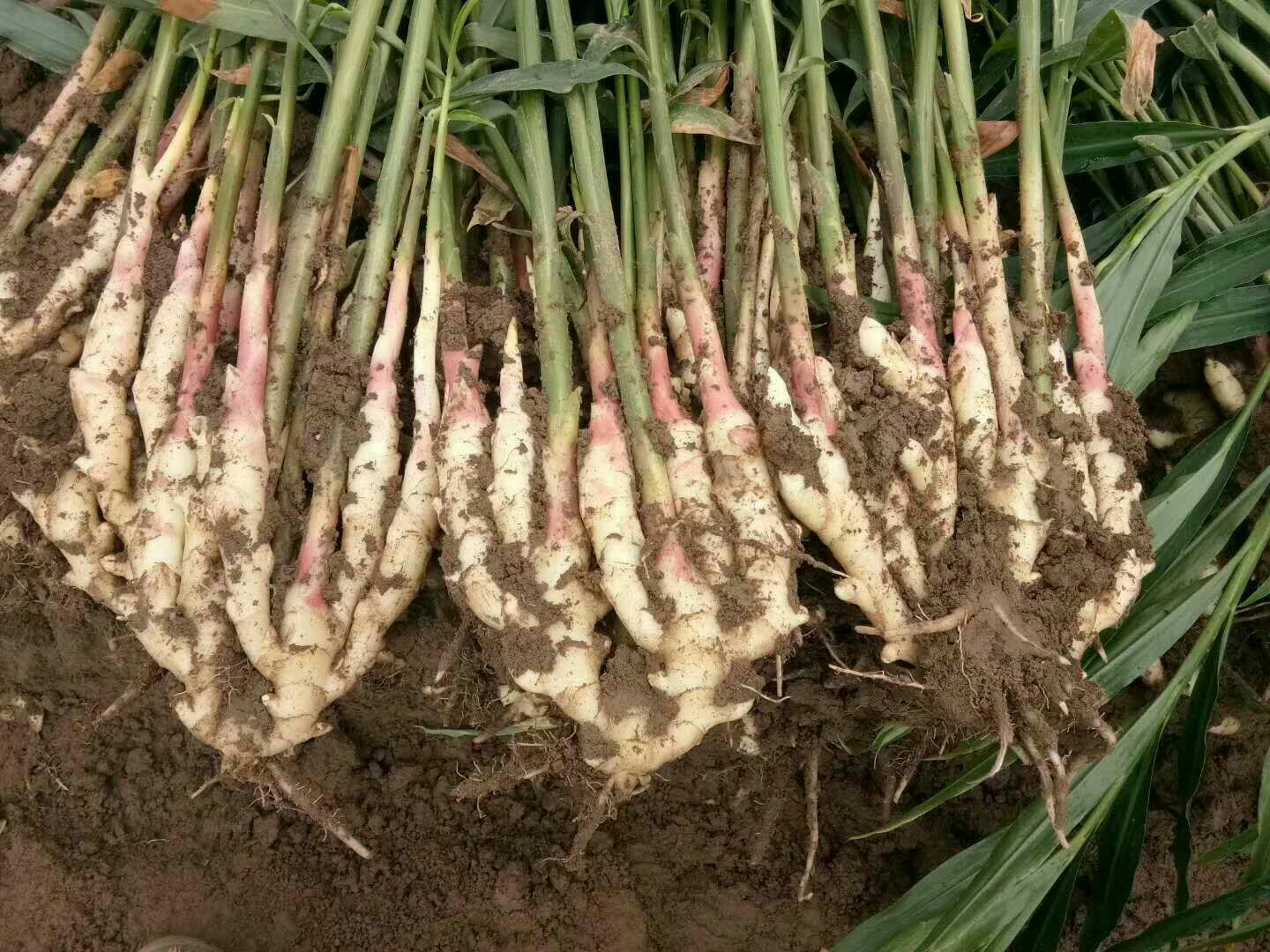 高清微距摄影:新鲜采摘的子姜(Zingiber officinale var. rubrum 'ZiJiang'),表皮覆盖天然白色蜡质粉霜,芽眼饱满未萌发,断面可见明显维管束环与透明汁液渗出,体现其高水分、低纤维、高挥发油特性 鲜嫩带粉的子姜特写:表皮浅黄泛白霜,芽点微凸,断面水润晶莹,附带少量湿润泥土,背景为竹制托盘
