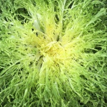 苦菊25~30cm