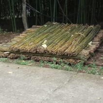 金竹，竹子