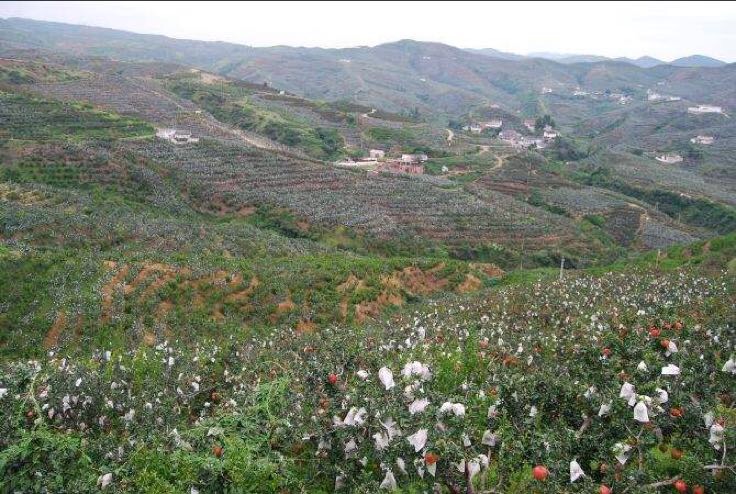 会理石榴果园航拍图