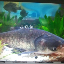 花链鱼苗批发花链夏花鱼苗价格花白鲢鱼