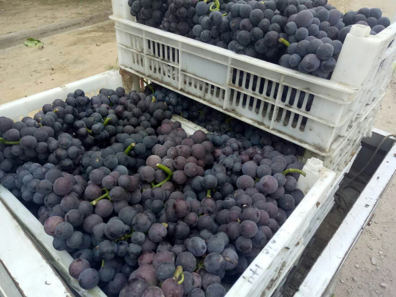 京亚葡萄采摘场景