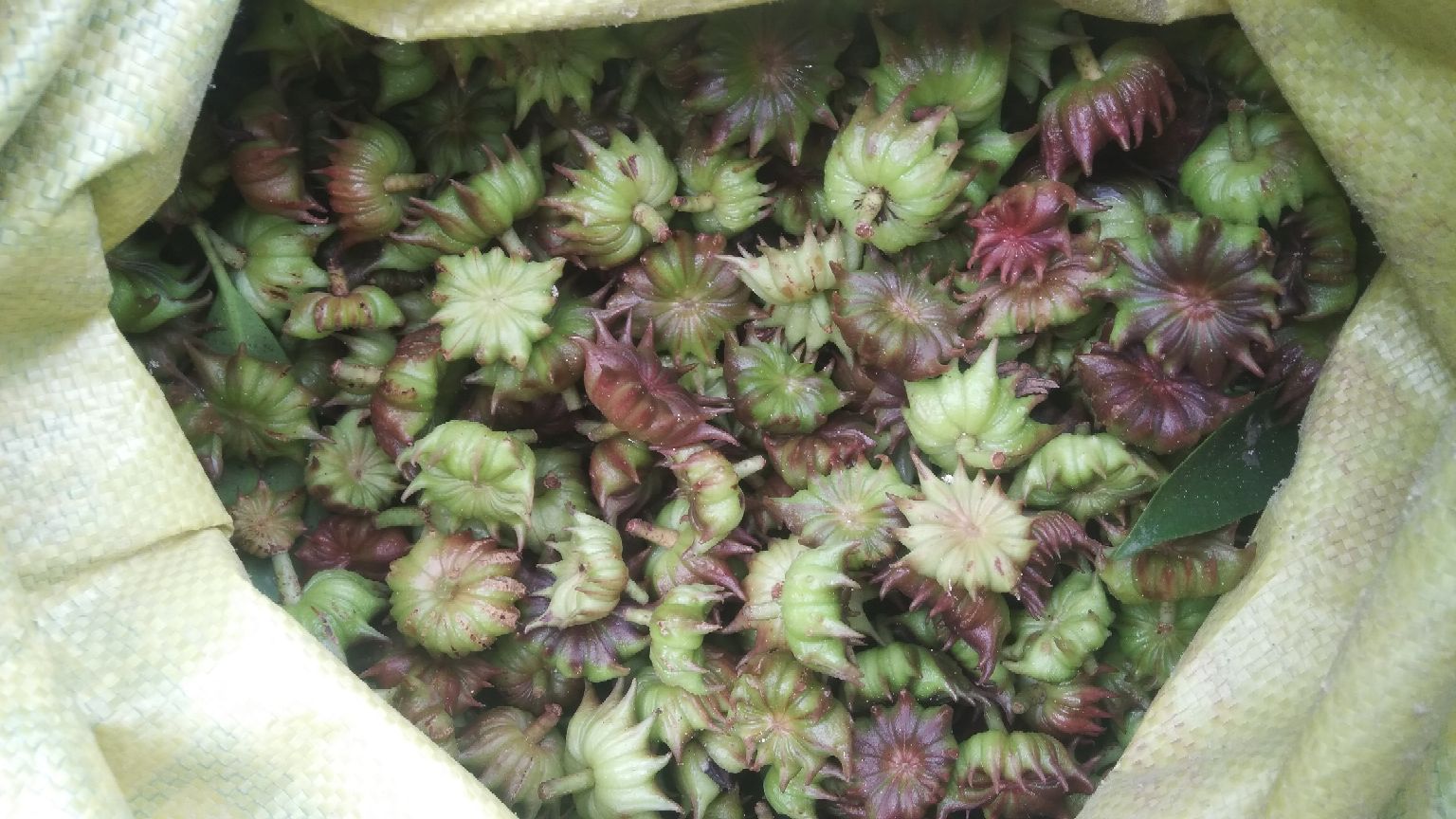 高清实拍图:左侧为成年八角刺(枸骨)植株,叶片深绿革质,边缘具8枚尖锐硬刺;右侧为刚采挖洗净的八角刺根,呈圆柱形或不规则块状,表面棕褐色,断面淡黄白色,木质部明显,具特异清香气味。背景为浙中山区林缘腐殖土采收现场,体现其道地农产品属性。 八角刺植株与新鲜采挖的八角刺根实物对比图