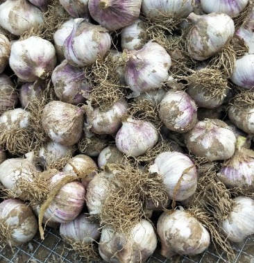 出售东北瓣蒜有需要的联系