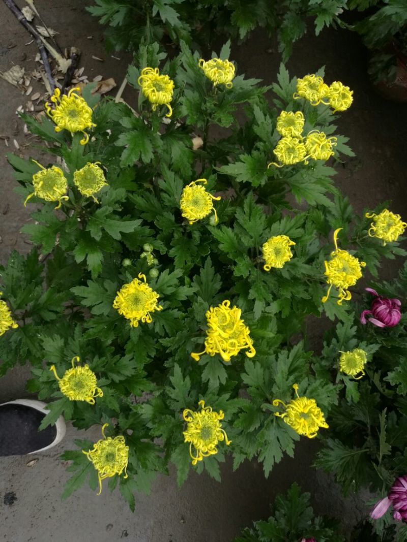 各种案头菊,千头菊,艺菊,菊花,五色草造型.