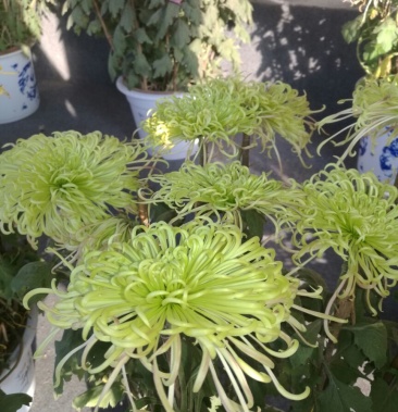 [菊花批发]各种案头菊,千头菊,艺菊,菊花,五色草造型.价格11.