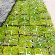 广东台湾草皮基地直销结缕草草皮卷草块草坪台湾青