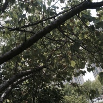 山杏核甜核