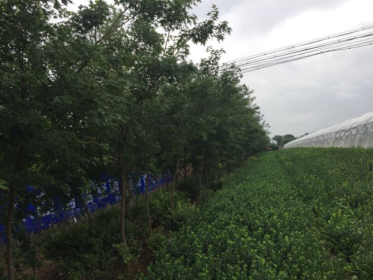 五角枫苗圃全景图