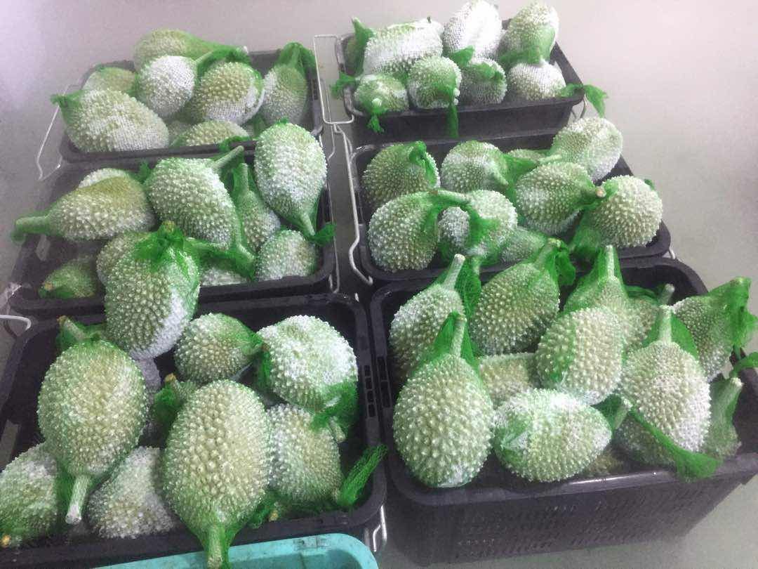 榴莲果梗对比图