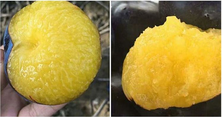 黑布林李子与黑加仑对比图