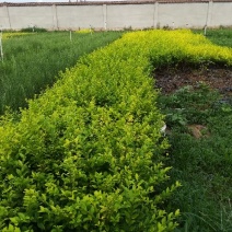 各种草花苗子大菊花上市