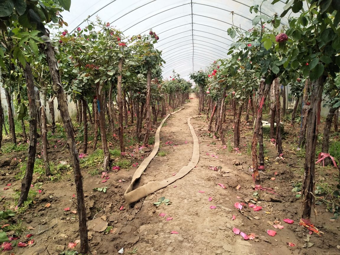 花后月季植株状态