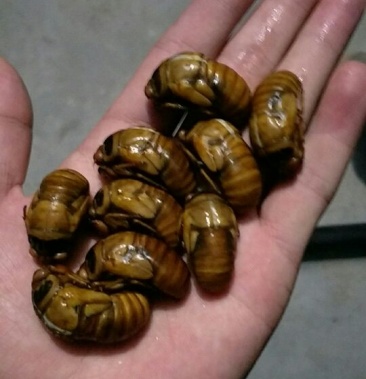 [蝉蛹批发]大金蝉野生大知了猴大蝉蛹一斤110只左右价格0.85元/只 - 