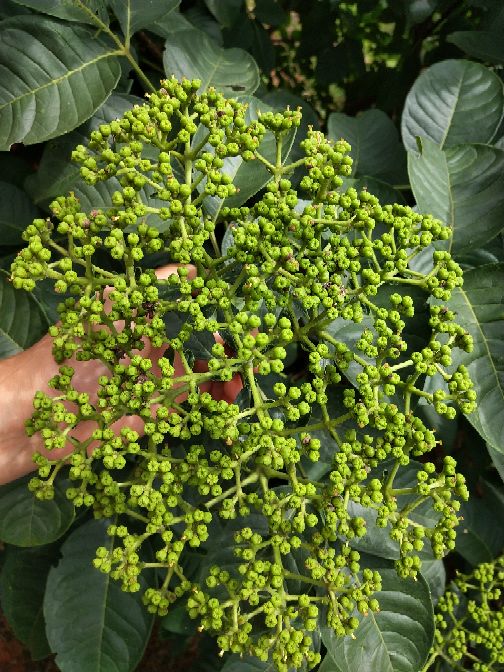 有好货吴茱萸茶辣苗枝条正宗江西中花自产自销