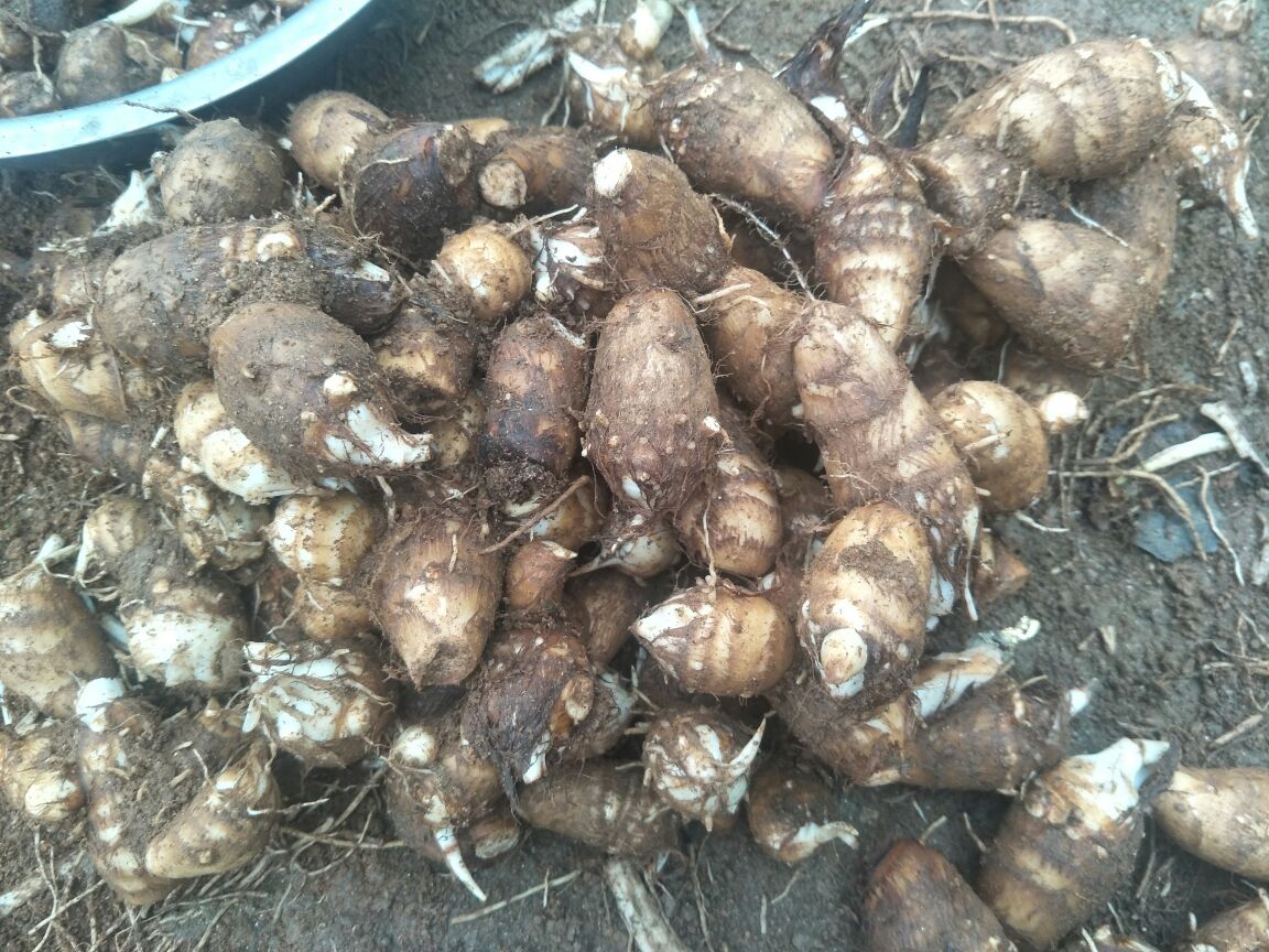 芋头8520采收现场图