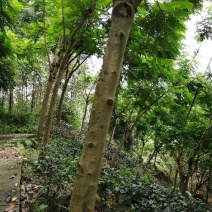 大量出售蓝花楹