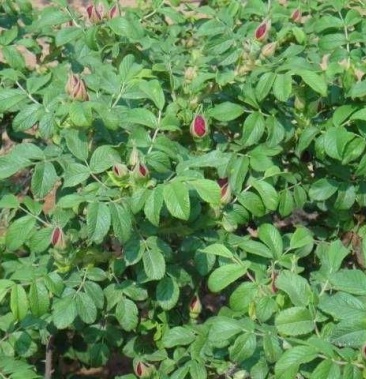 平陰四季玫瑰苗 豐花一號重瓣紅玫瑰 營養杯種苗