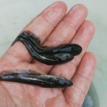 大口鲶鱼苗