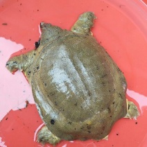 纯种微山湖野生甲鱼，