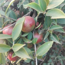 油茶鲜果，