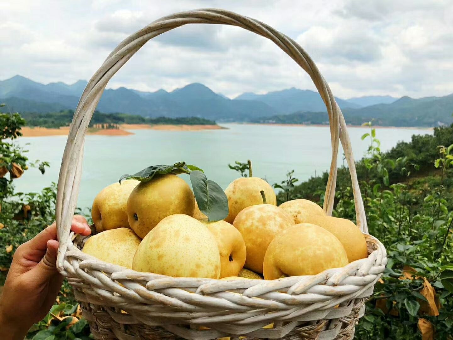 采摘后的皇冠水晶梨