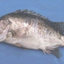 鳜鱼，5两6两7两8两