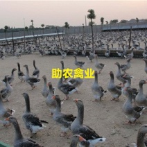 朗德鹅苗