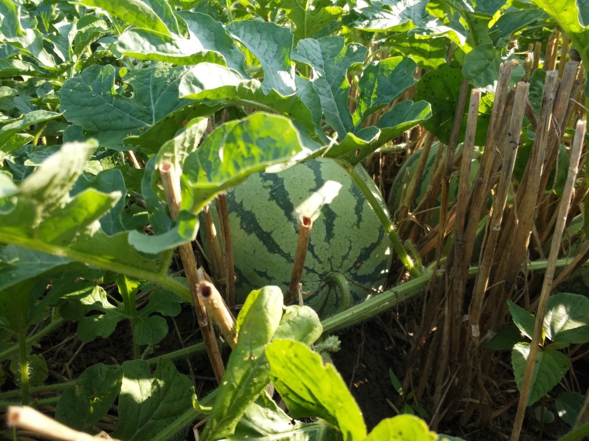 一片整齐种植的小神童无籽西瓜田,藤蔓茂盛,叶片宽大呈深绿色,多个圆形西瓜半掩于叶下,瓜皮为翠绿色底配深绿条纹,阳光照射下光泽明显,土壤为沙壤质地,背景可见农民正在田间巡查 小神童无籽西瓜田间生长实景