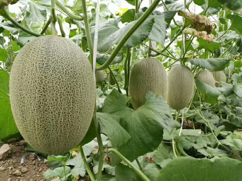 成熟山东西州蜜瓜特写展示