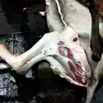 驴肉