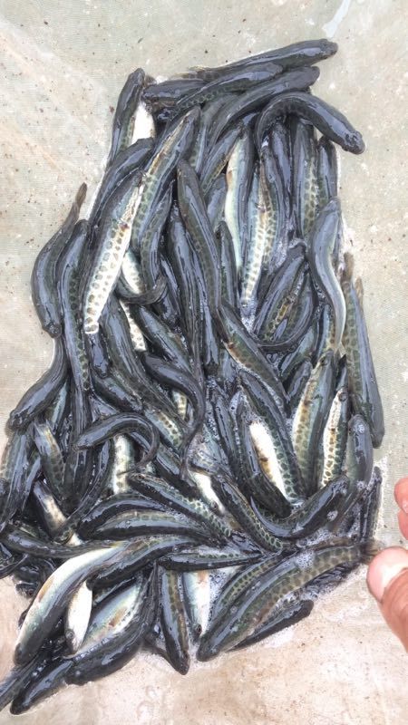 [黑鱼苗批发]黑鱼鱼苗本地乌鱼苗一两左右,可送货上门保质保量价格2.