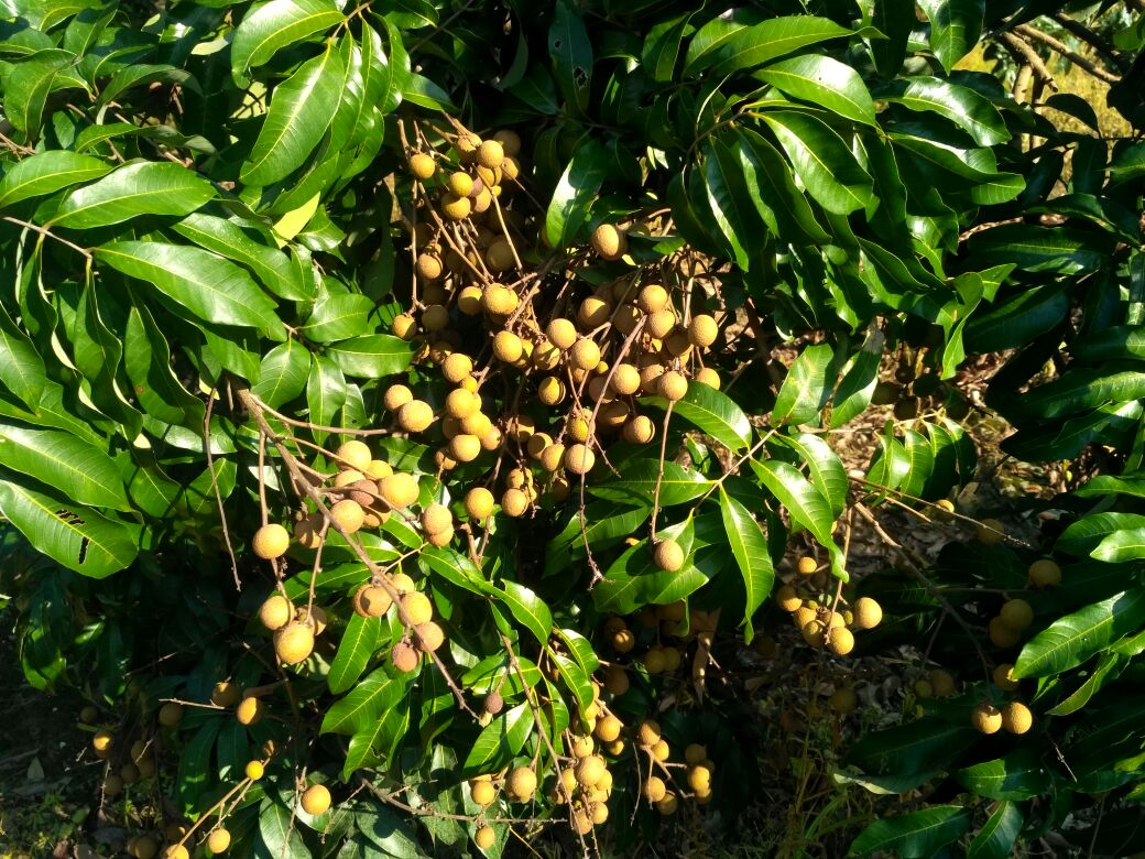 石硖龙眼与四季龙眼植株对比图