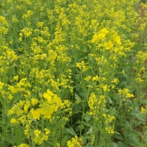 油菜籽