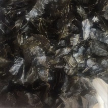 苦丁茶