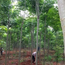 栾树6~8cm6~8cm4米以上
