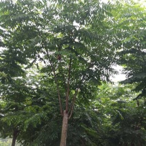 栾树12~14cm12~14cm4米以上