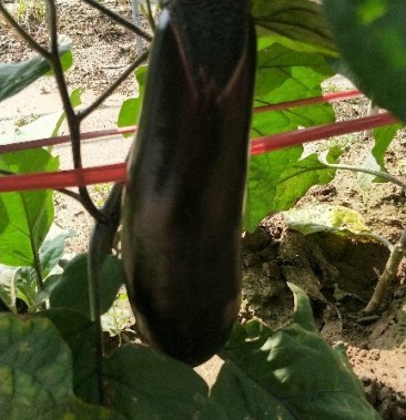 [茄子批发]红盖长茄价格0.10元/斤 - 一亩田