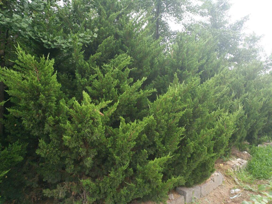 龙柏作为绿篱整齐排列的景观效果