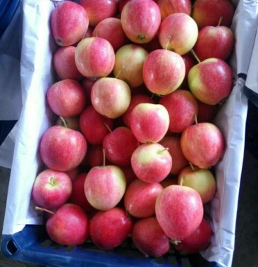 香槟苹果小红果辽伏苹果k10人身果